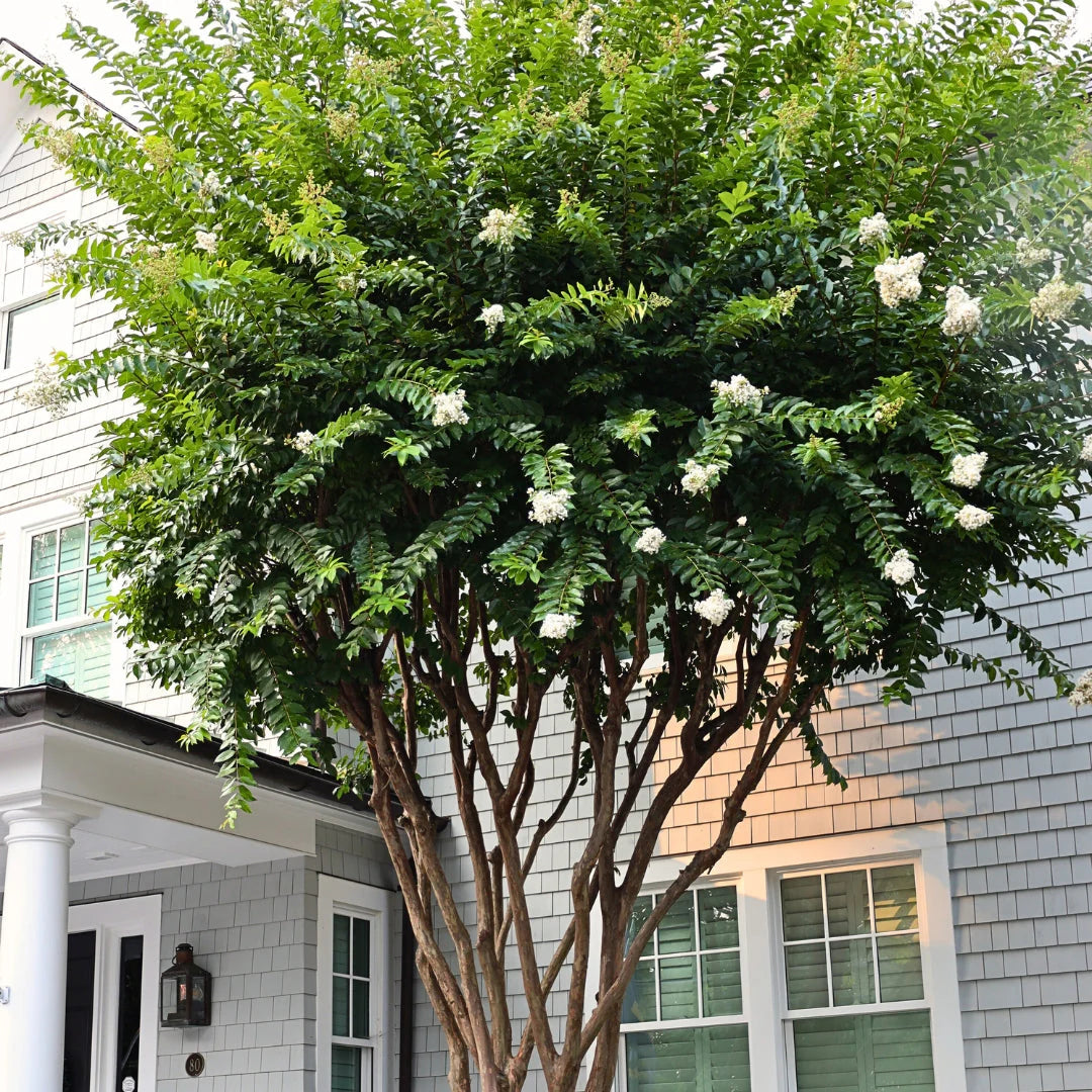 Crepe Myrtle Natchez (Lagerstroemia)