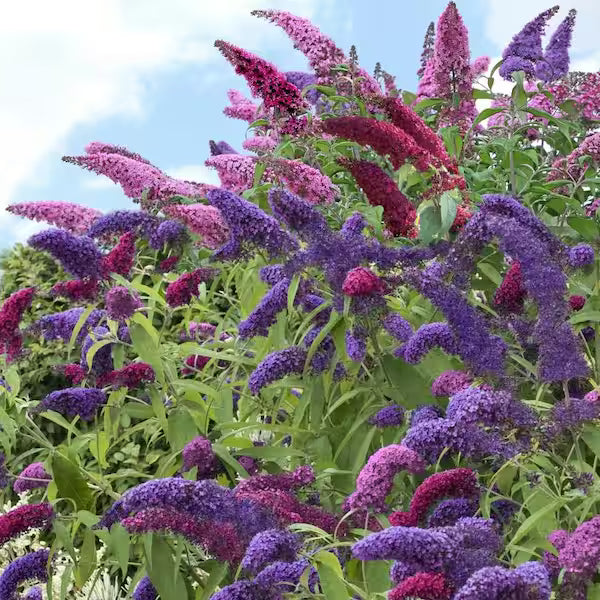 Butterfly Bush Assorted (Buddleja spp.)