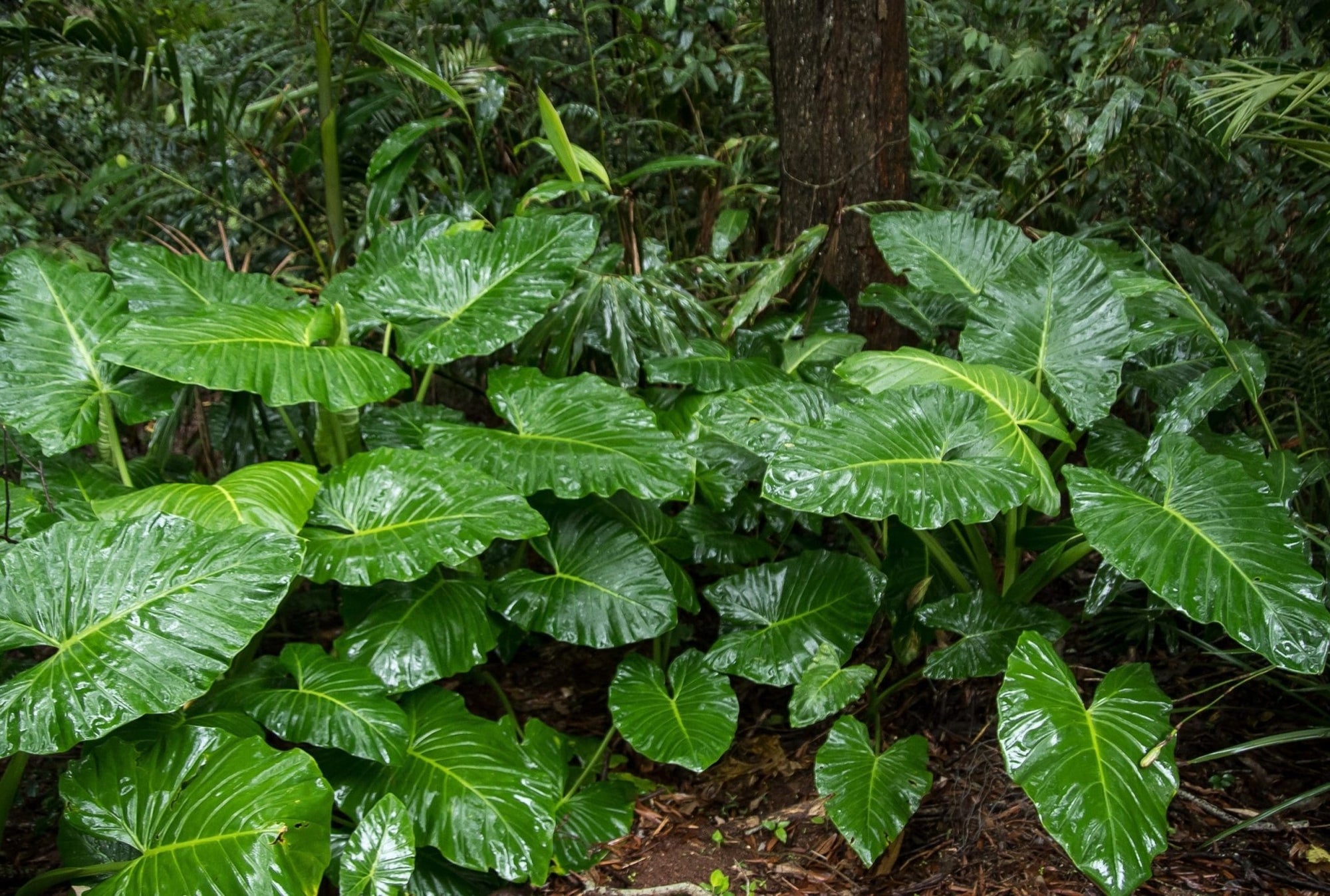 Elephant Ear (Alocasia brisbanensis) 300mm (PICK UP ONLY) - Ladybird Nursery