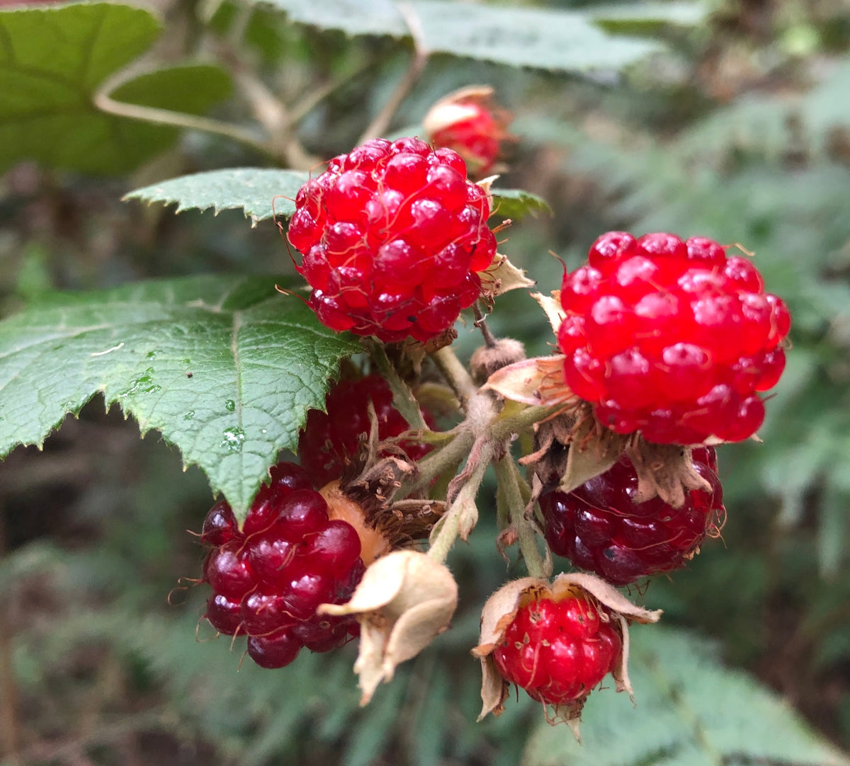 Texas Native Raspberry Native Raspberry (Rubus moluccanus) Fruit Tree – Buy Now! – Ladybird ...