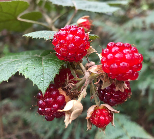 Native Raspberry (Rubus moluccanus) - Ladybird Nursery