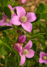 Pink Passion Boronia (Boronia crenulata)