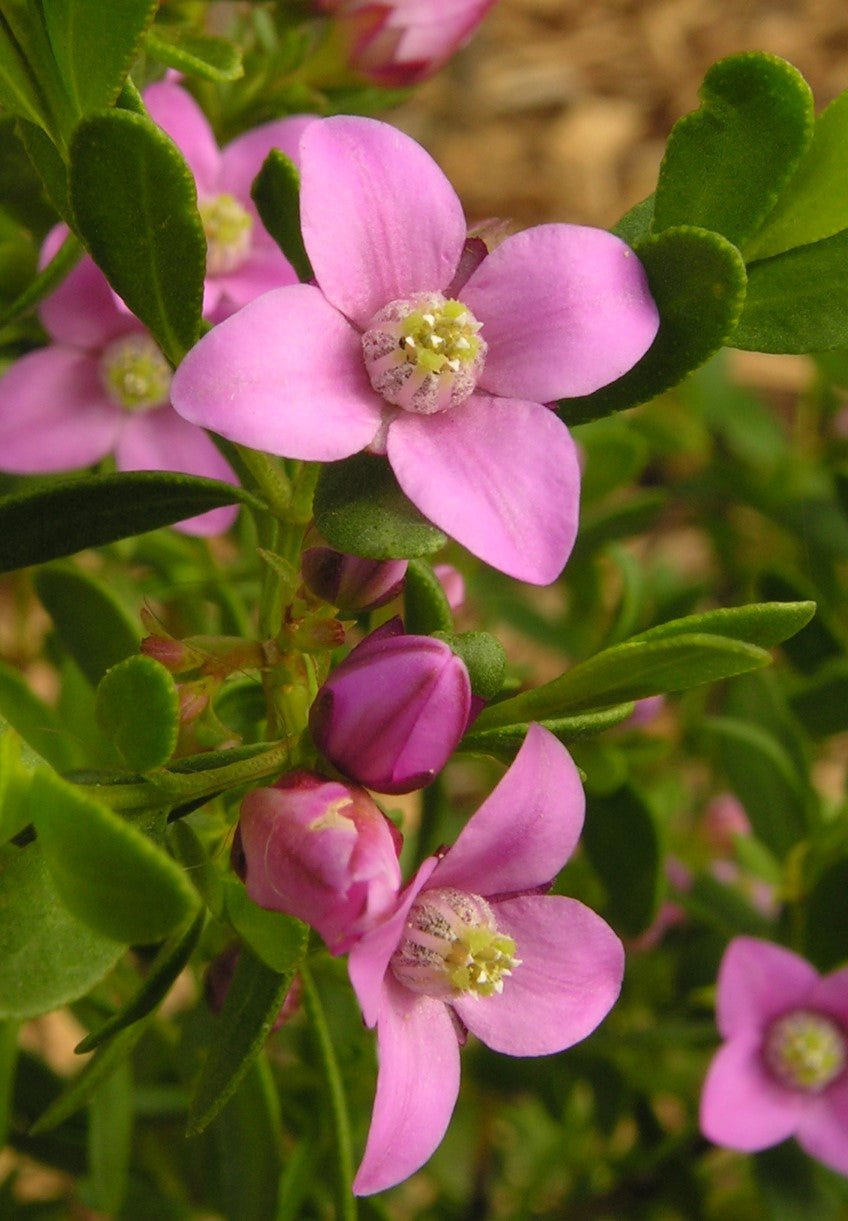 Pink Passion Boronia (Boronia crenulata) - Ladybird Nursery