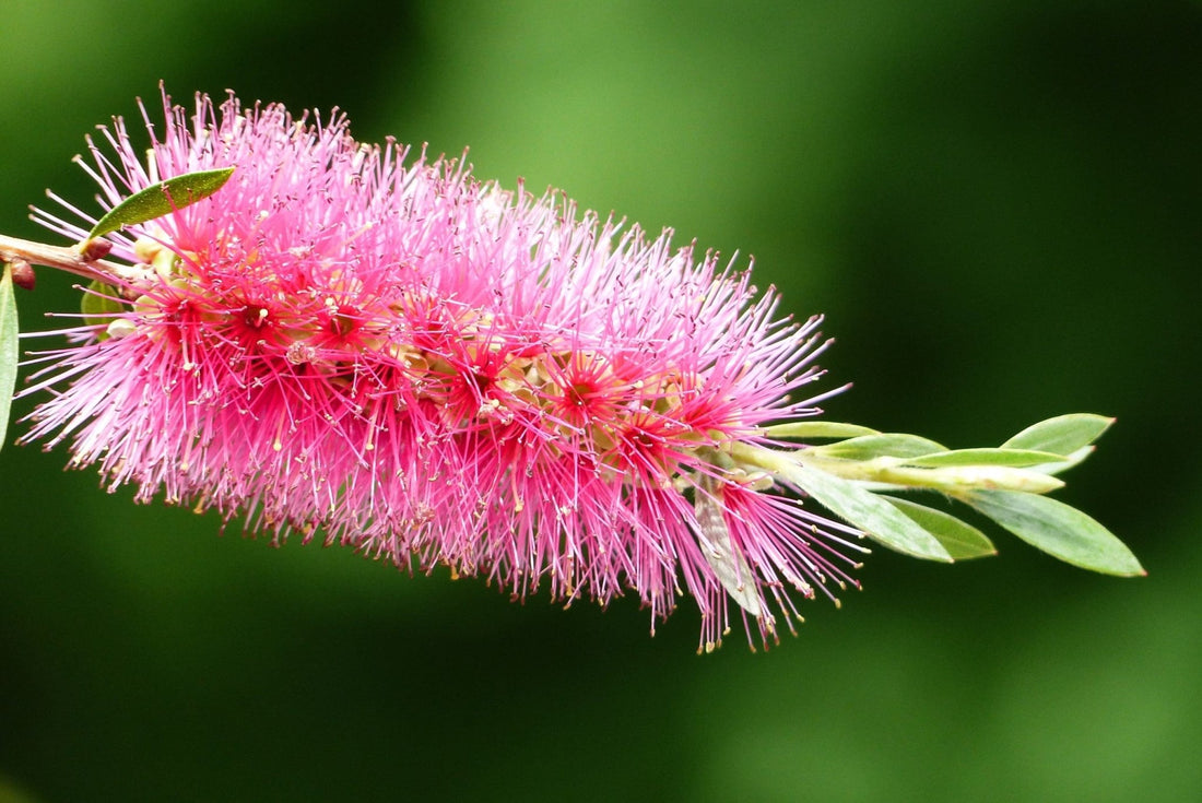 Bottlebrush Perth Pink (Callistemon salignus) - Ladybird Nursery