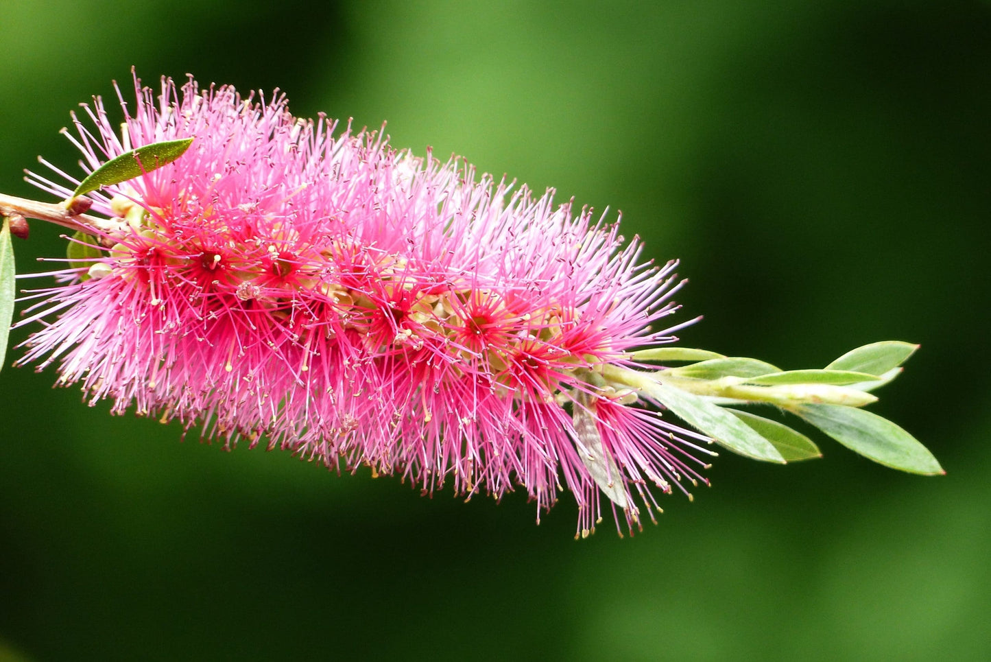 Bottlebrush Perth Pink (Callistemon salignus)