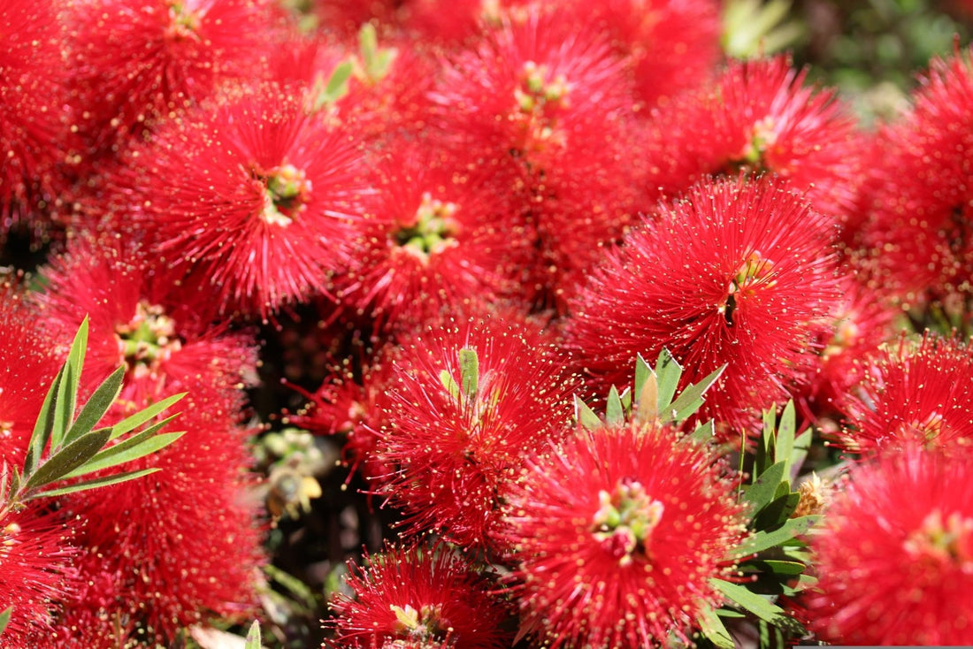 Bottlebrush Endeavour (Callistemon citrinus) - Ladybird Nursery