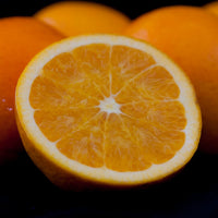 Dwarf Orange 'Washington Navel' 330mm (Pickup Only) - Ladybird Nursery