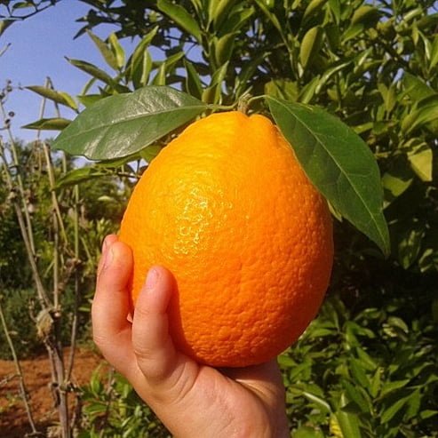 Navelina Orange (QLD Only) - Ladybird Nursery