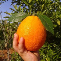 Navelina Orange (QLD Only)