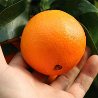 Navelina Orange (QLD Only) - Ladybird Nursery