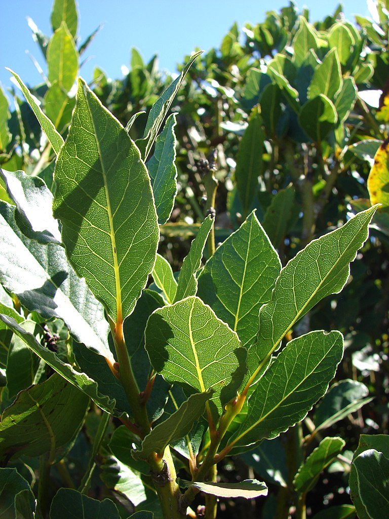 Bay Tree Miles Choice (Laurus nobilis)