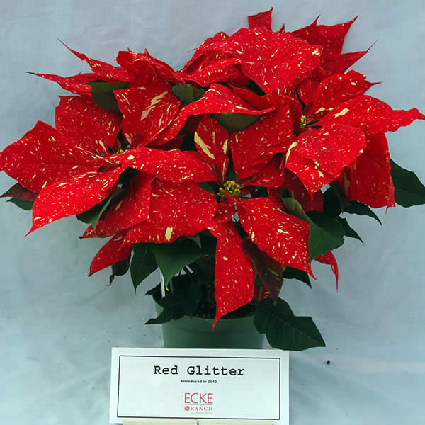 Red Glitter Poinsettia (Euphorbia pulcherrima)