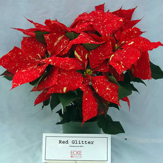 Red Glitter Poinsettia (Euphorbia pulcherrima)