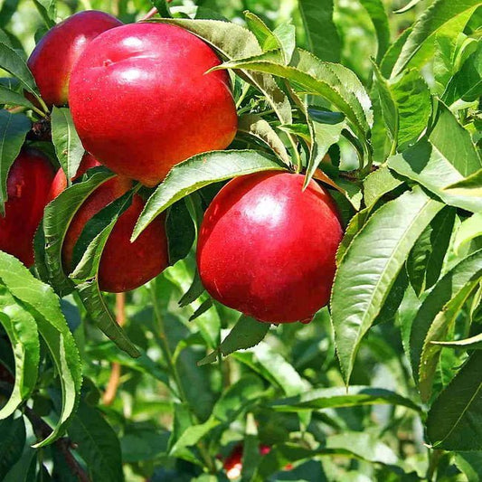 Dwarf Nectarine 'Necta Red' - Ladybird Nursery
