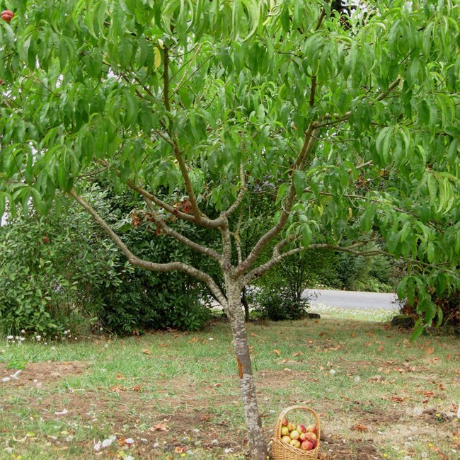 Nectarine Cannon Ball - Ladybird Nursery