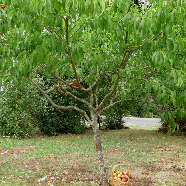 Nectarine Cannon Ball