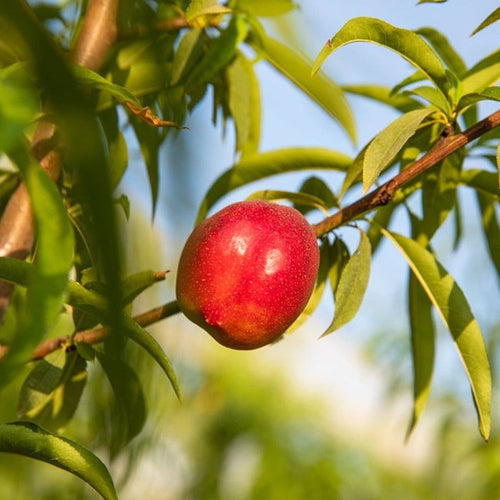 Dwarf Nectarine Early Rivers High Chill - Ladybird Nursery