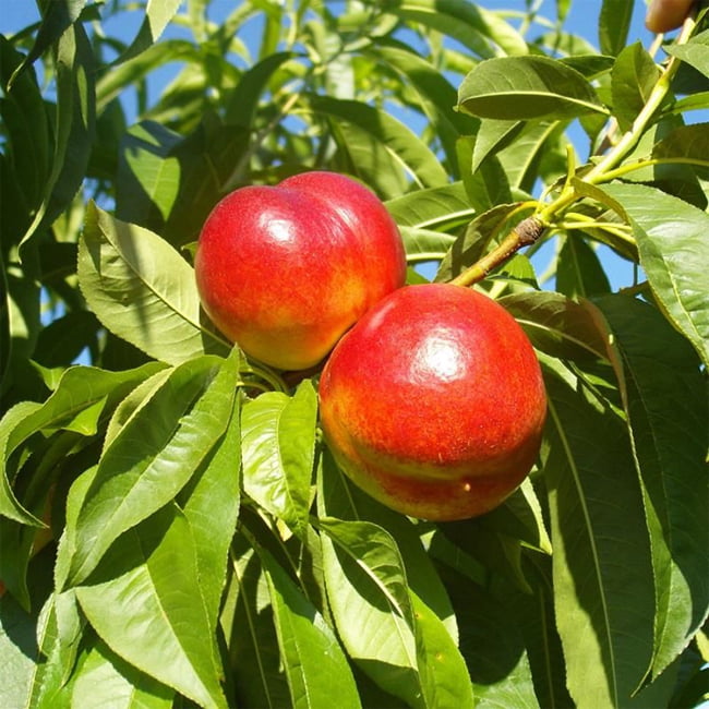 Nectarine Fantasia
