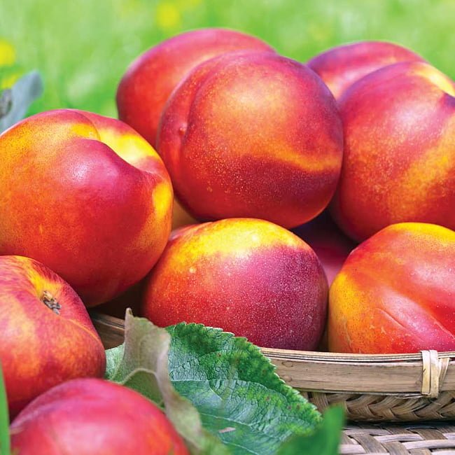 Nectarine Fantasia - Ladybird Nursery