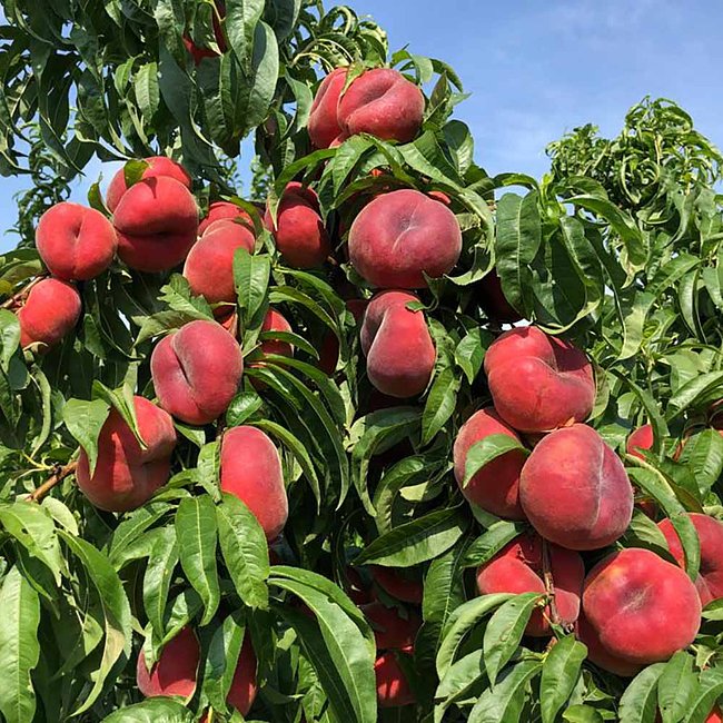 OkeeDokee® Nectarine 250mm pots-PICK UP ONLY