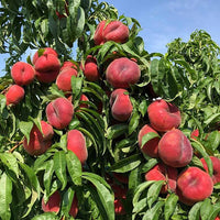 OkeeDokee® Nectarine 250mm pots-PICK UP ONLY