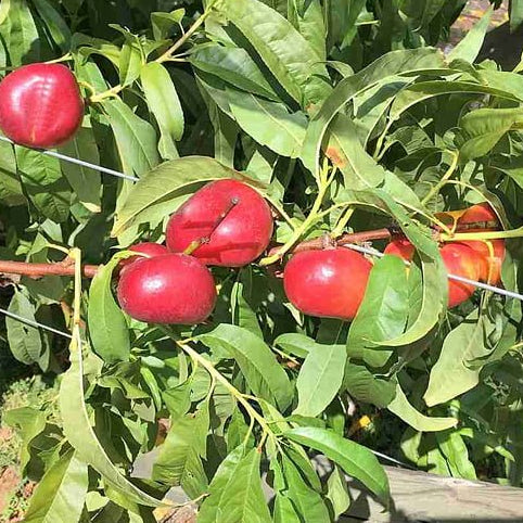 OkeeDokee® Nectarine - Ladybird Nursery