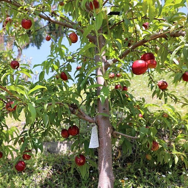 Nectarine Sun Bob - Ladybird Nursery