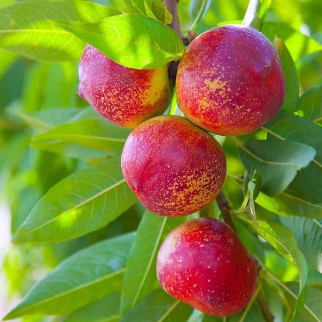 Nectarine Sun Bob - Ladybird Nursery