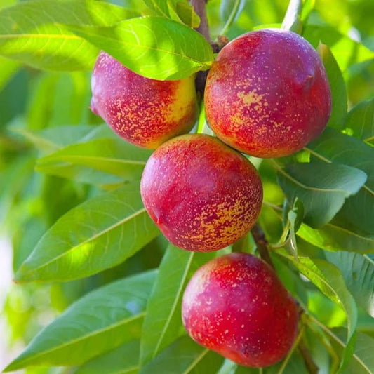 Nectarine Sun Bob - Ladybird Nursery