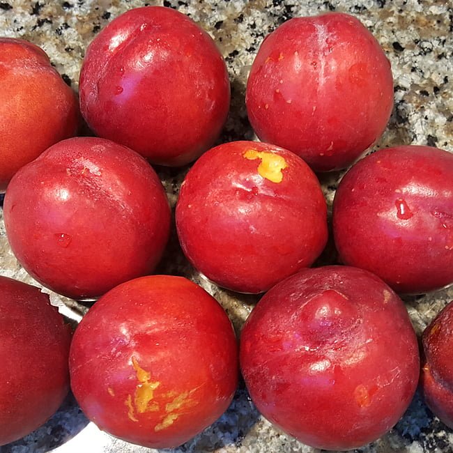 Nectarine Sun Bob - Ladybird Nursery