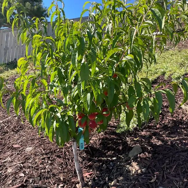 Nectarine Sun Snow - Ladybird Nursery