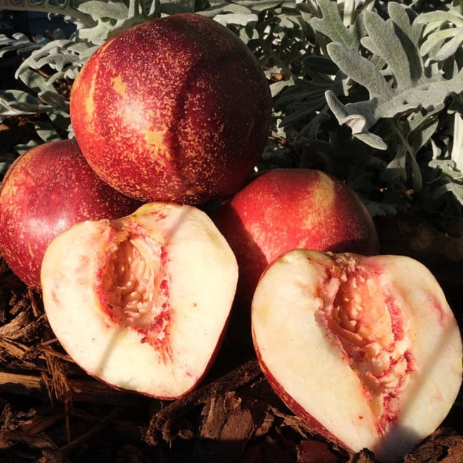 Nectarine Sun Snow