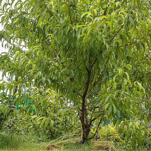Nectarine Sundowner - Ladybird Nursery