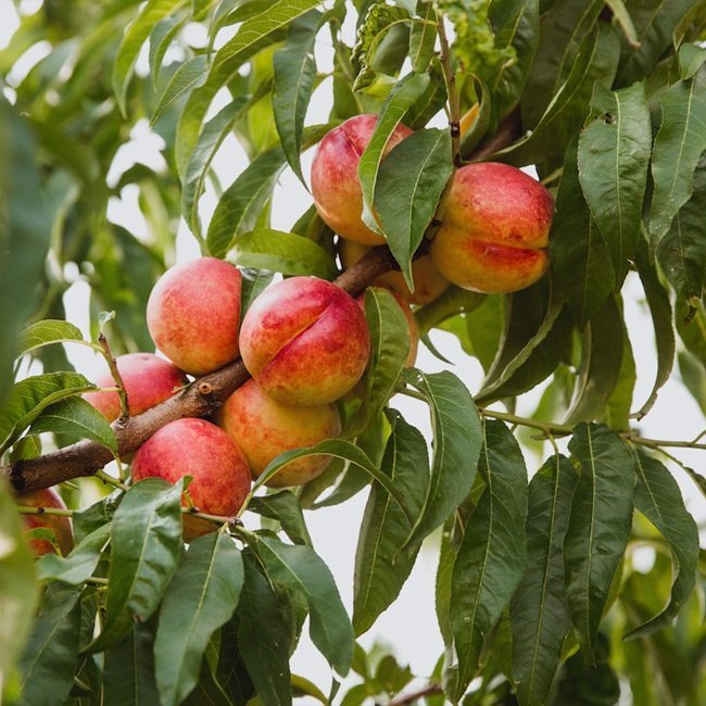 Nectarine Sundowner - Ladybird Nursery