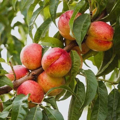Nectarine Sundowner - Ladybird Nursery