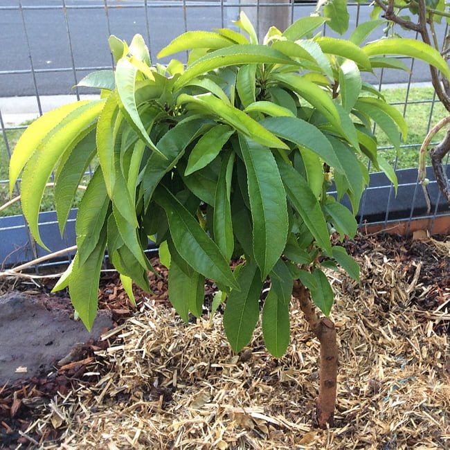 Nectarine SunnyBelle™ - Ladybird Nursery