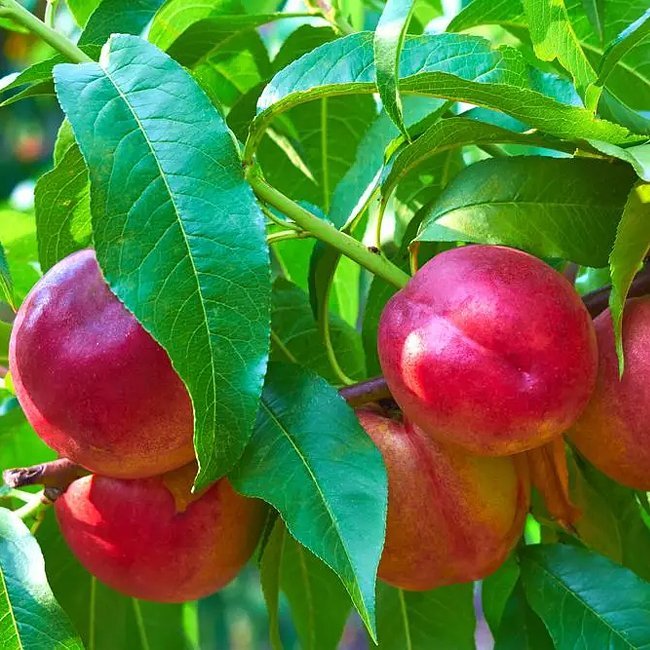 Nectarine SunnyBelle™ - Ladybird Nursery