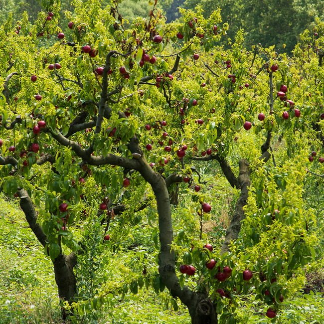 Nectarine Sunraycer - Ladybird Nursery