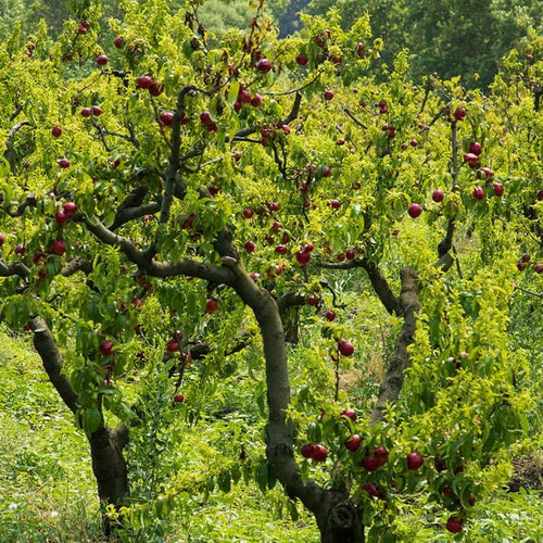 Nectarine Sunraycer - Ladybird Nursery