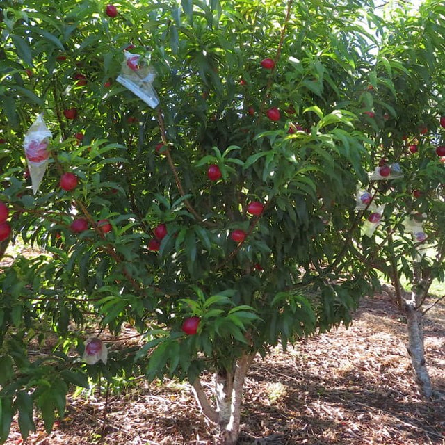 Nectarine Sunwright Fruit Tree – Buy Now! – Ladybird Nursery