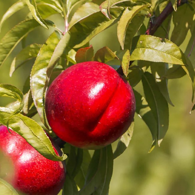 Nectarine Sunwright - Ladybird Nursery