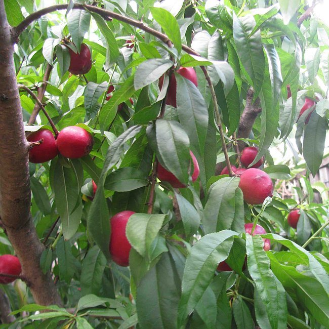 Nectarine White Satin - Ladybird Nursery