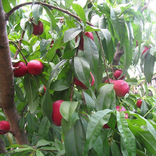 Nectarine White Satin - Ladybird Nursery