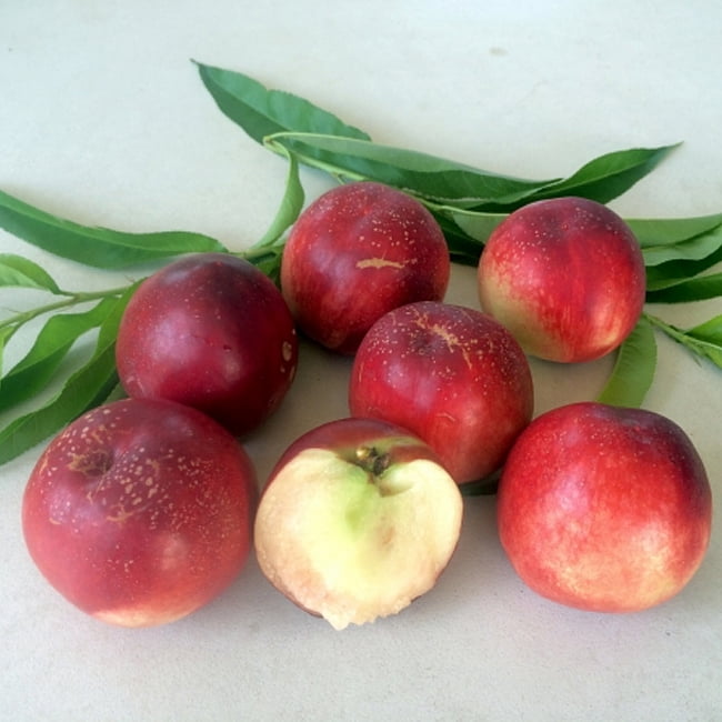 Nectarine White Satin