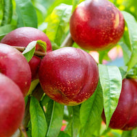 Nectarine White Satin - Ladybird Nursery