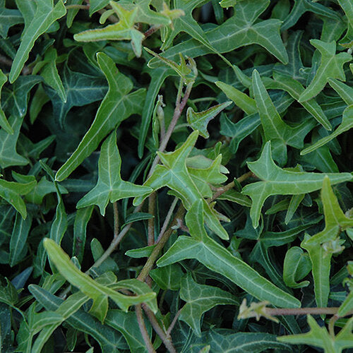 English Ivy Needlepoint (Hedera helix)