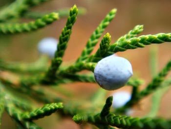 Eastern Red Cedar Silver Spreader (Juniperus virginiana) - Ladybird Nursery