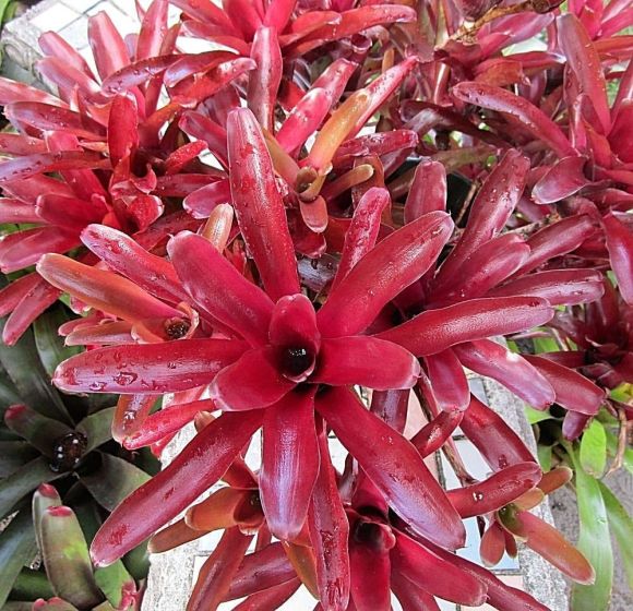 Bromeliad Fireball (Neoregelia) - Ladybird Nursery