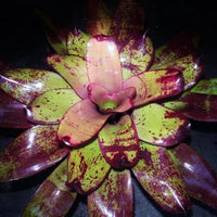 Bromeliad Gwenda (Neoregelia)