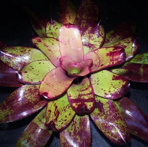 Bromeliad Gwenda (Neoregelia) - Ladybird Nursery